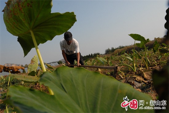 青島即墨：小芋頭大豐收，農民喜上眉梢